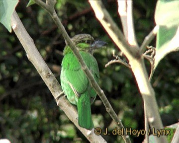 ミミアオゴシキドリ - eBird
