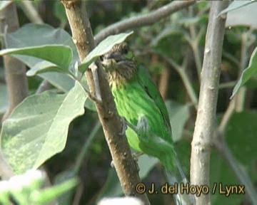 ミミアオゴシキドリ - eBird