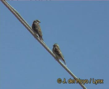 Serin de Reichenow - ML201259181