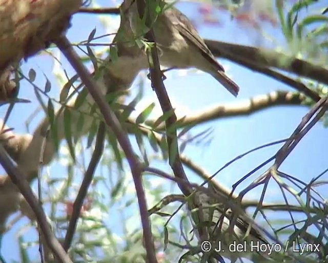 Serin de Reichenow - ML201259191