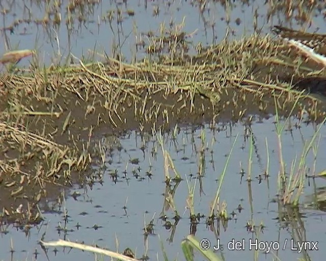 Wood Sandpiper - ML201259211