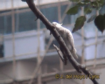 Yellow-crested Cockatoo - ML201259281