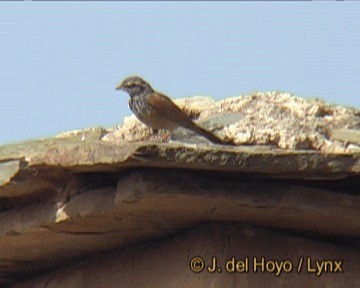 Bruant du Sahara - ML201259301