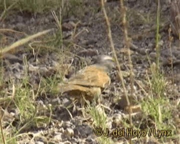 House Bunting - ML201259311