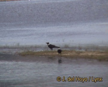 Collared Crow - ML201259341