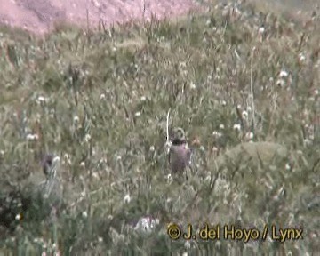 Horned Lark (Tibetan) - ML201259351