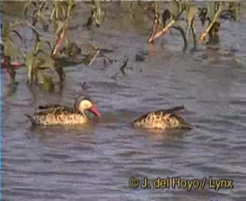 Red-billed Duck - ML201259511