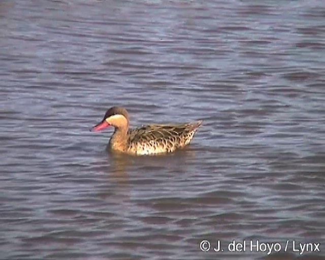 Canard à bec rouge - ML201259521