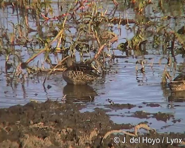 Canard à bec rouge - ML201259531