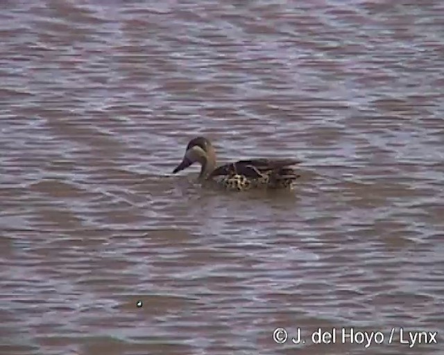 Red-billed Duck - ML201259541