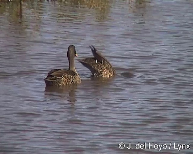 Canard à bec jaune - ML201259551