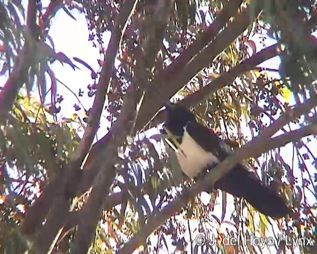 Pied Crow - ML201259581