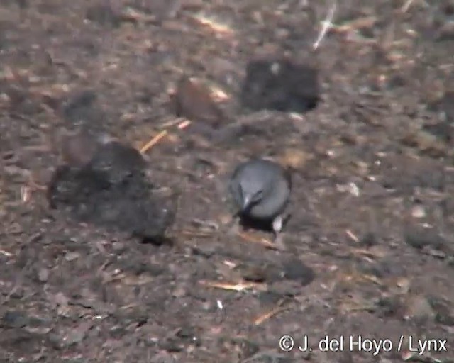 Swainson's Sparrow - ML201259681