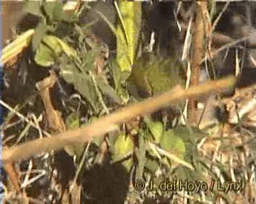 African Citril - ML201259751