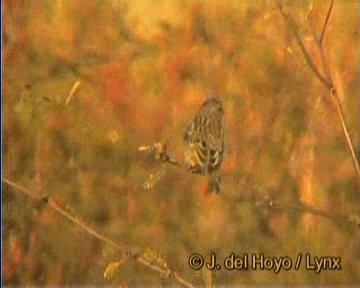 African Citril - ML201259771