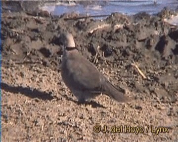 Mourning Collared-Dove - ML201259781