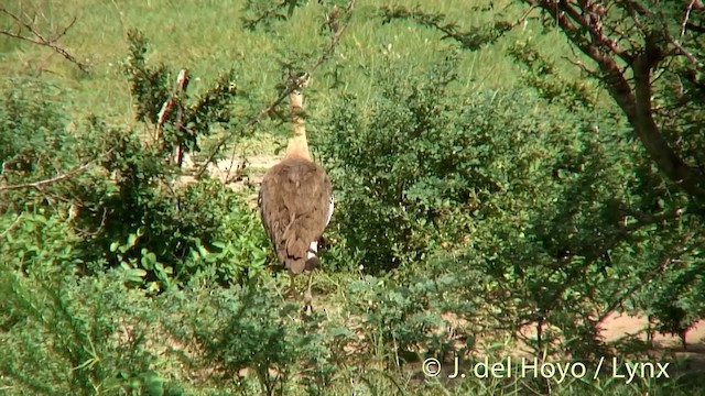 Denham's Bustard (Denham's) - ML201259791