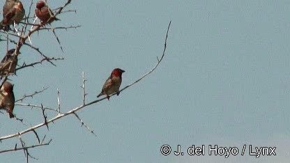 Red-headed Quelea - ML201259821