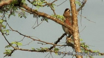 チャイロヤブモズ（senegalus グループ） - ML201259871