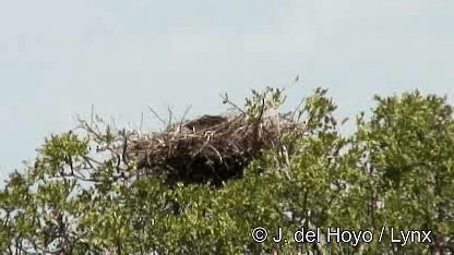 Águila Volatinera - ML201259881