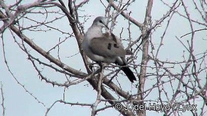 Palomita Saheliana - ML201259901