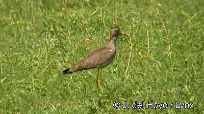 Wattled Lapwing - ML201259911