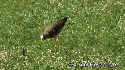 Wattled Lapwing - ML201259921