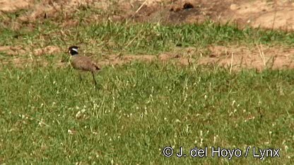 Black-headed Lapwing - ML201259931