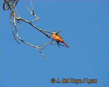 灰喉山椒鳥(solaris群) - ML201260141