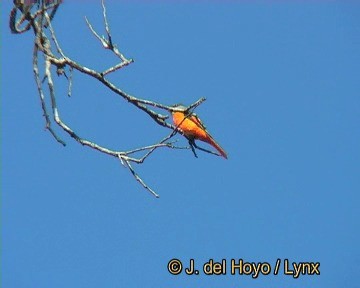 Gray-chinned Minivet (Gray-chinned) - ML201260141