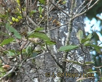 Davison's Leaf Warbler - ML201260151