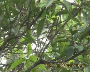 Mosquitero de Hume - ML201260161