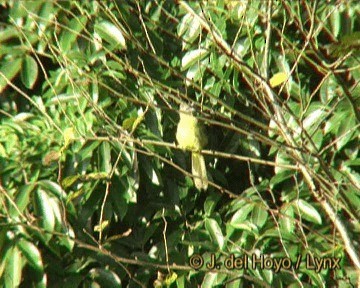 Flavescent Bulbul - ML201260171