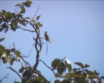 Bulbul Estriado - ML201260181