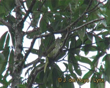 Bulbul Estriado - ML201260191