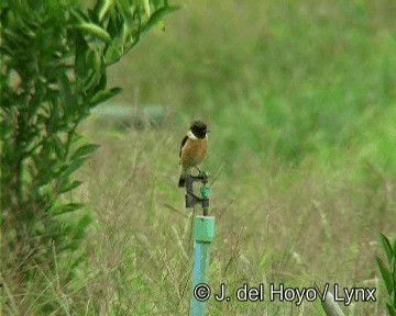 Amur Stonechat - ML201260211