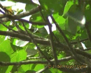 Chestnut-flanked White-eye - ML201260221