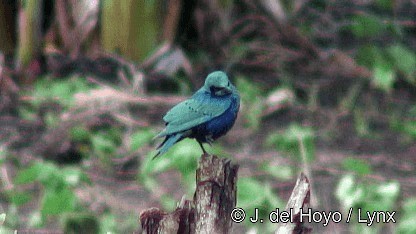 コセイキムクドリ（chloropterus） - ML201260281