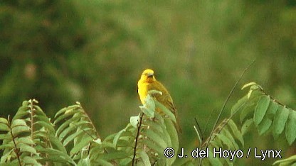 Holub's Golden-Weaver - ML201260291