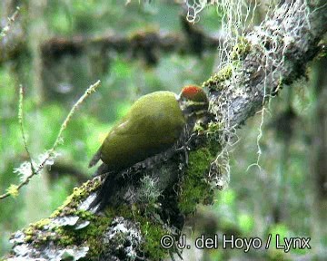 Carpintero Cejigualdo - ML201260391