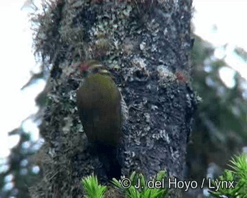 White-browed Woodpecker - ML201260401