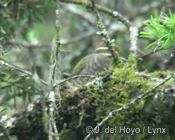 White-browed Woodpecker - ML201260411