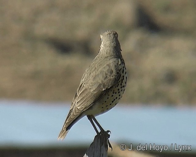 Ethiopian Thrush - ML201260501