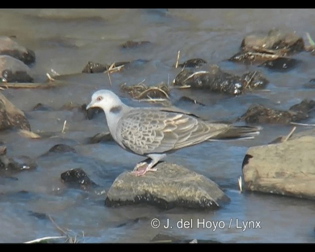 Dusky Turtle-Dove - ML201260531