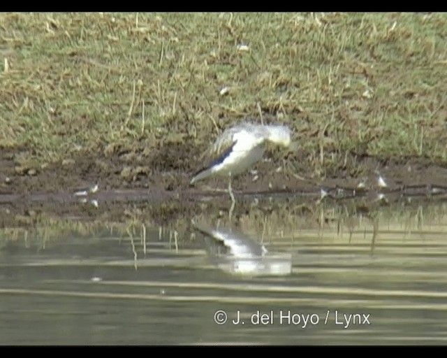 vodouš šedý - ML201260551