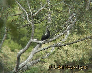 Trumpeter Hornbill - ML201260581