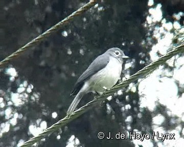 メジロハイビタキ - ML201260611