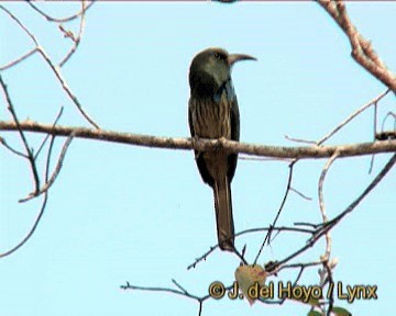 Blue-bearded Bee-eater - ML201260621