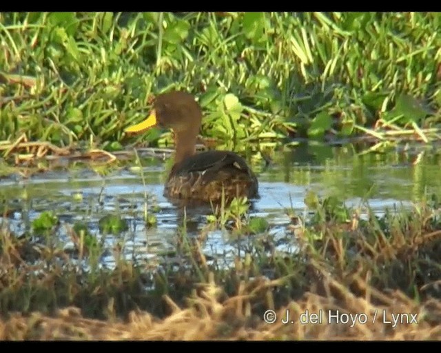 Yellow-billed Duck - ML201260641