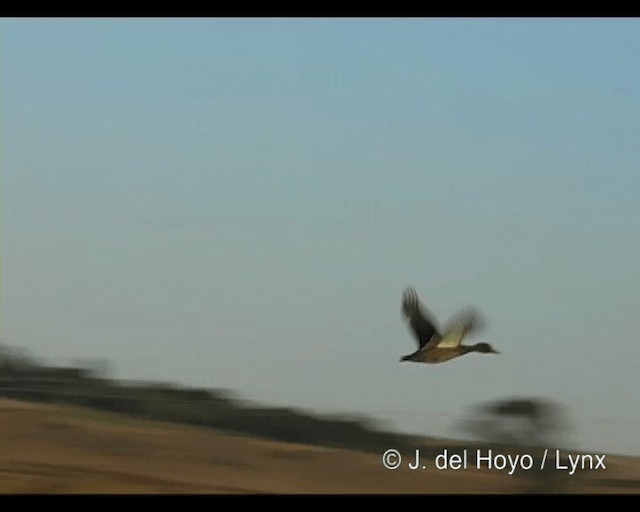 Yellow-billed Duck - ML201260651